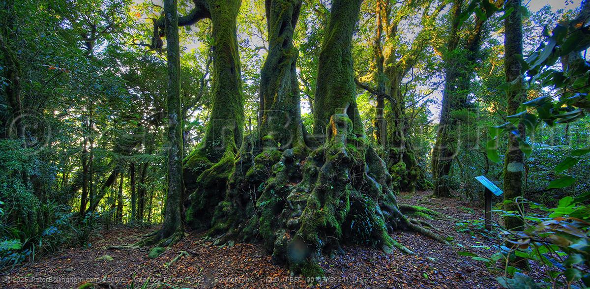 Peter Bellingham Photography Antarctic Beech Trees - Springbrook - QLD (PB5D 00 U3A3924) (1)